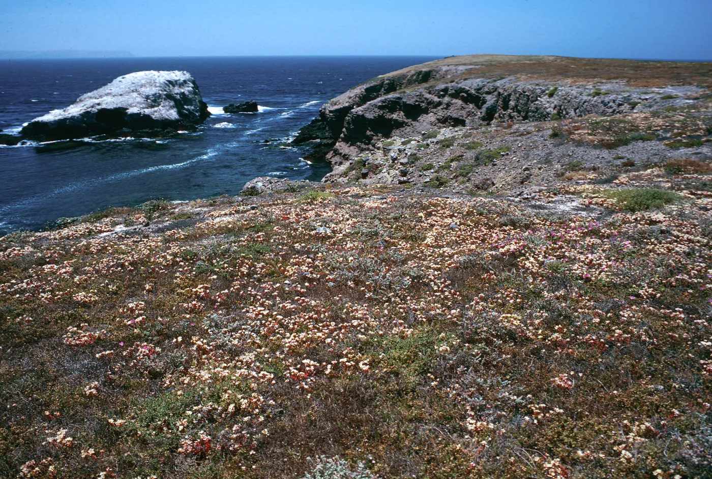 Dudleya nesiotica, Fraser Point, Santa Cruz Island