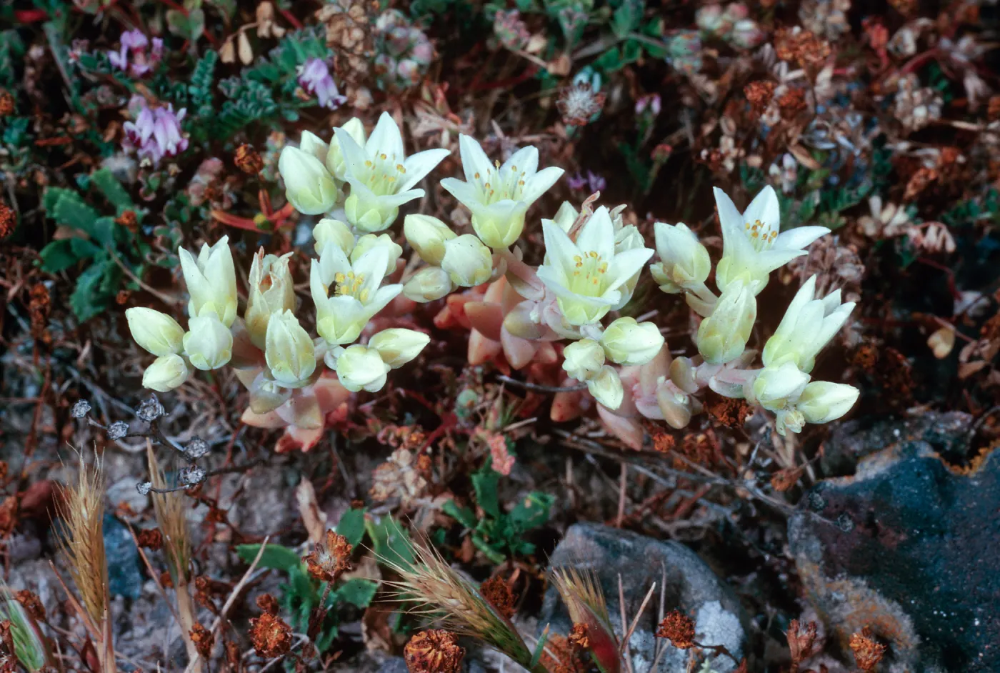Dudleya nesiotica, Fraser Point, Santa Cruz Island