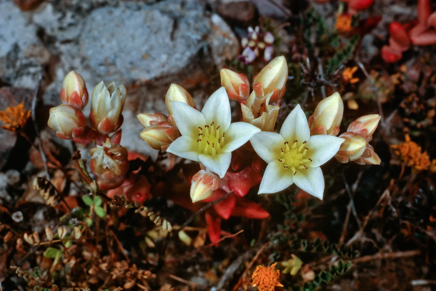 Dudleya nesiotica, Fraser Point, Santa Cruz Island