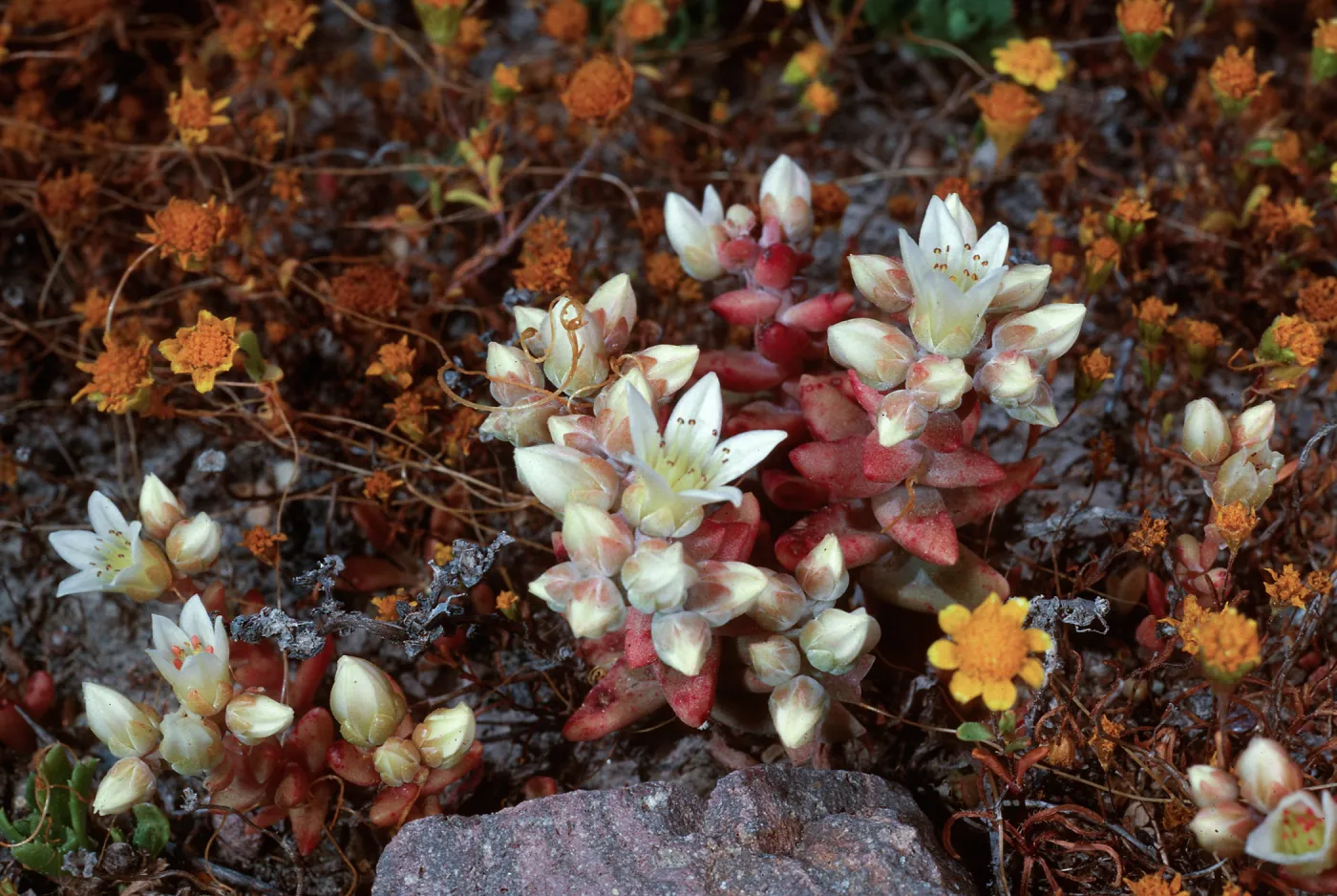 Dudleya mesotica, Fraser Point, Santa Cruz Island