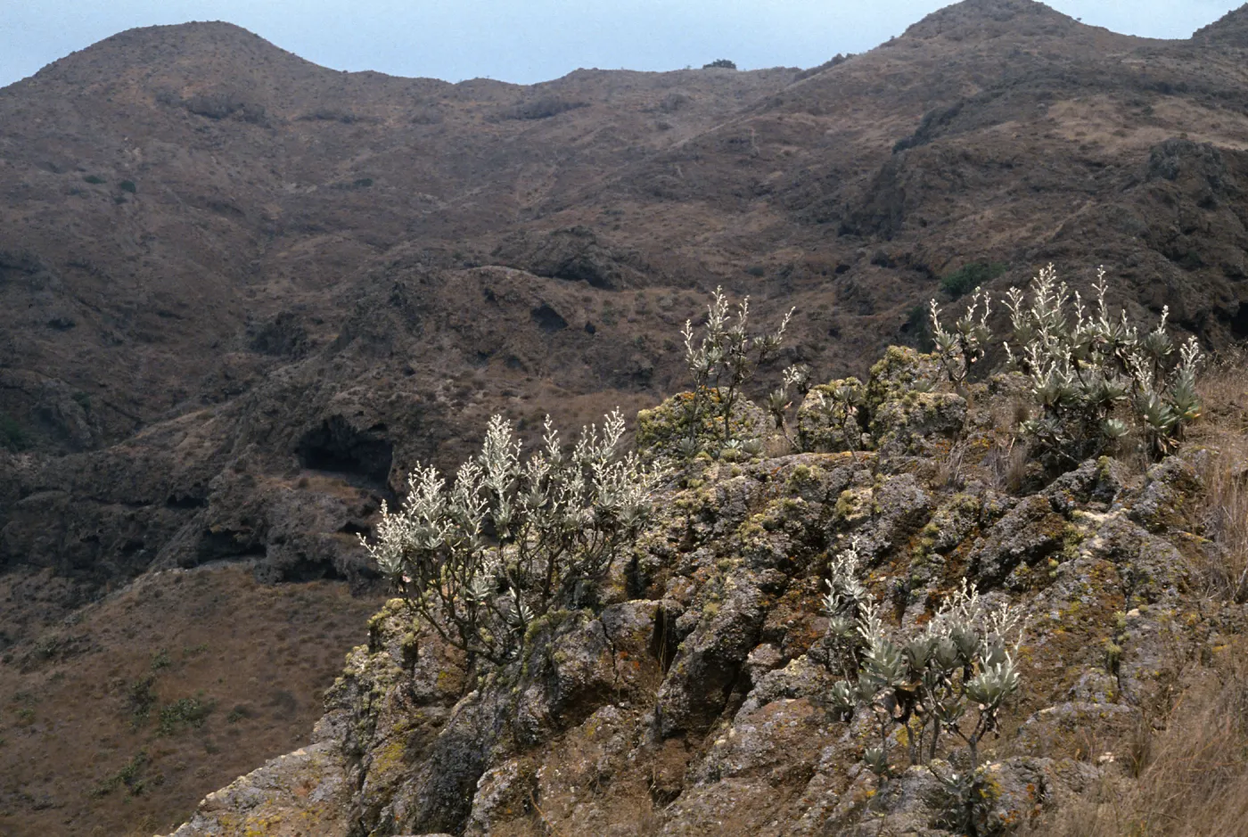 Harzardia detonsa, hike to Î” John, Santa Cruz Island
