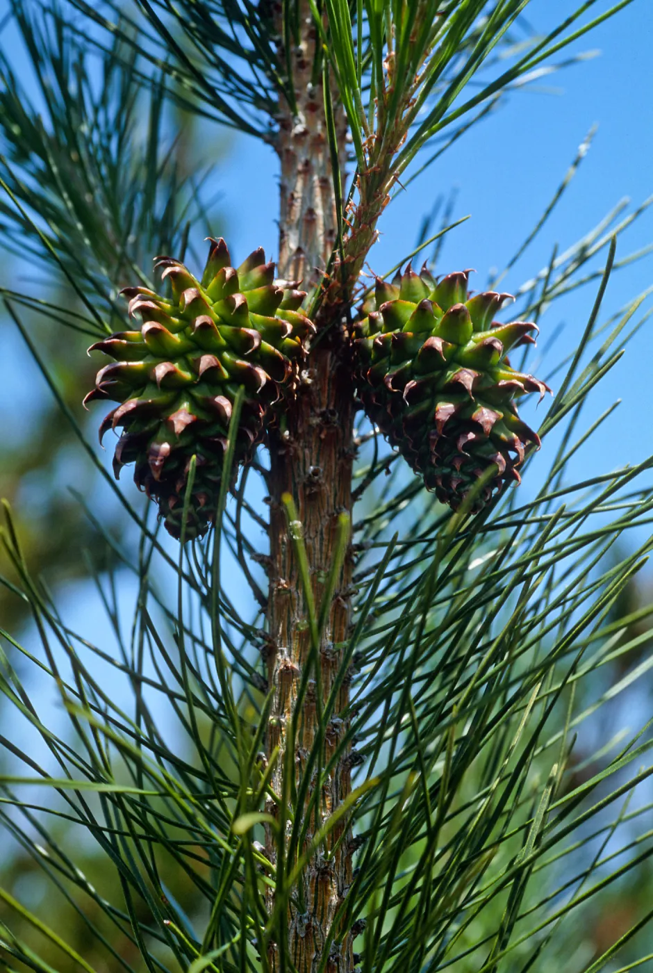 Pinus muricata, Pelican-Prisoners' Trail, Santa Cruz Island