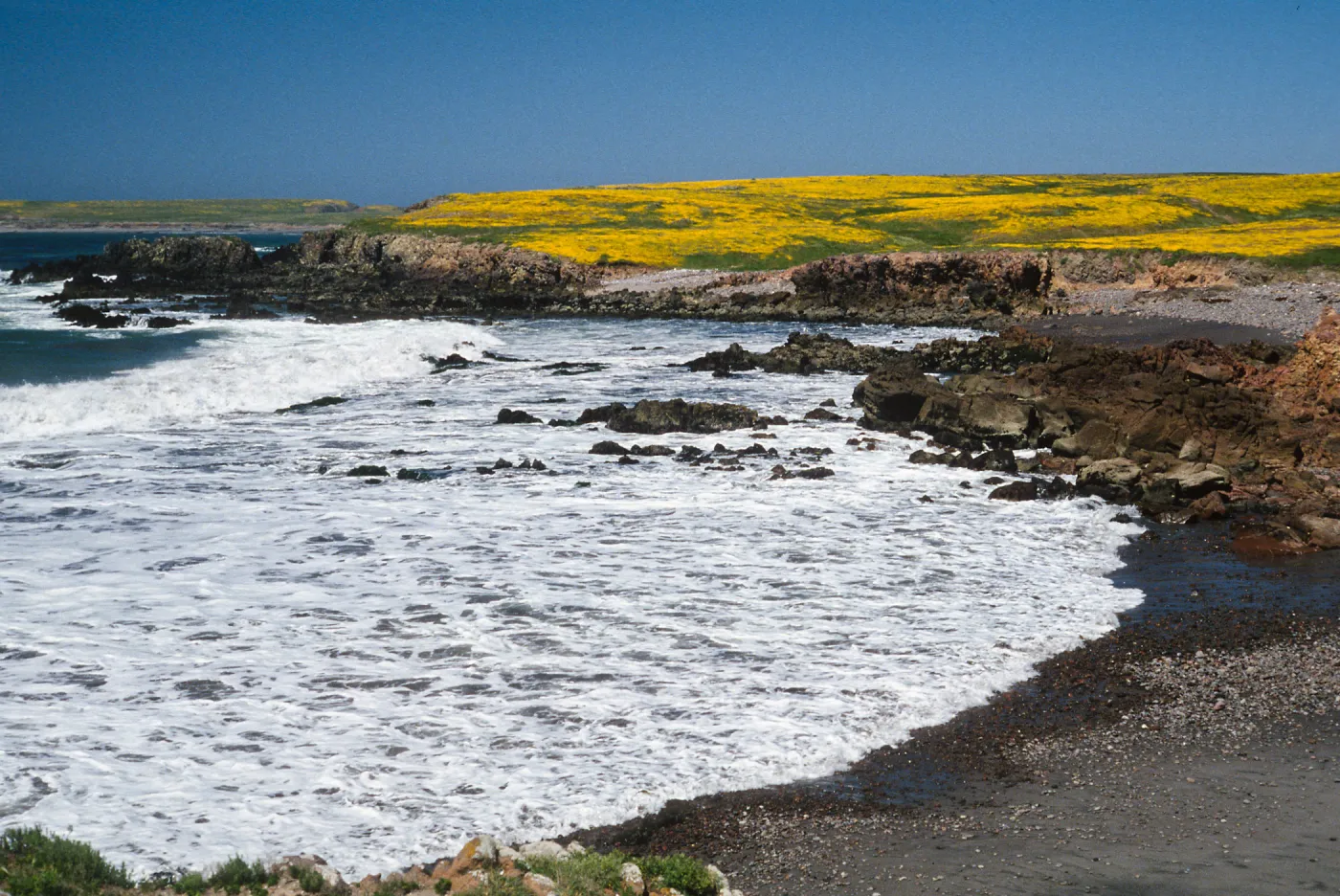 Lasthenia, Fraser Point, Santa Cruz Island