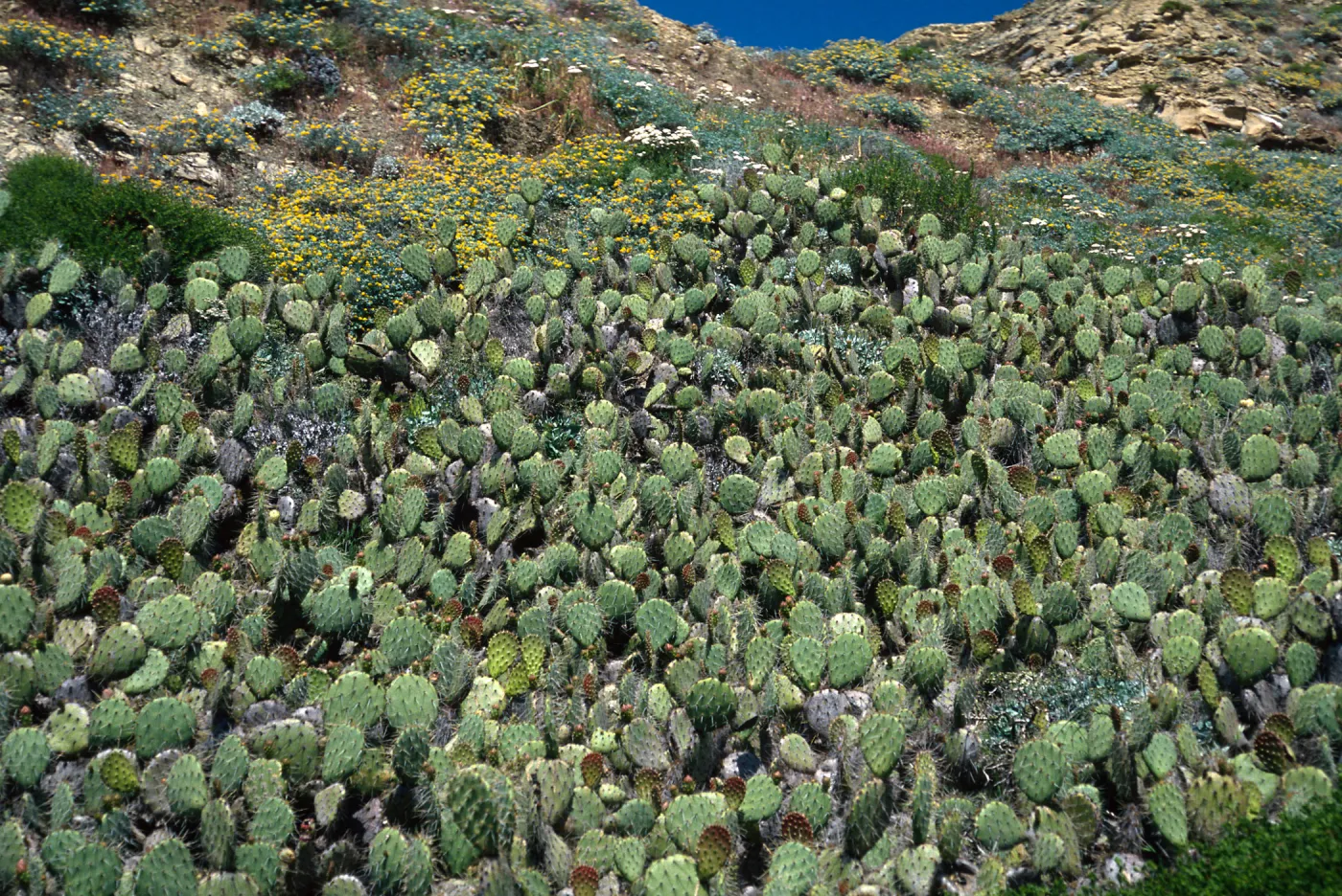 Opuntia oricola, 1st large canyon, West of barge landing at Daytona Beach, San Nicolas Island