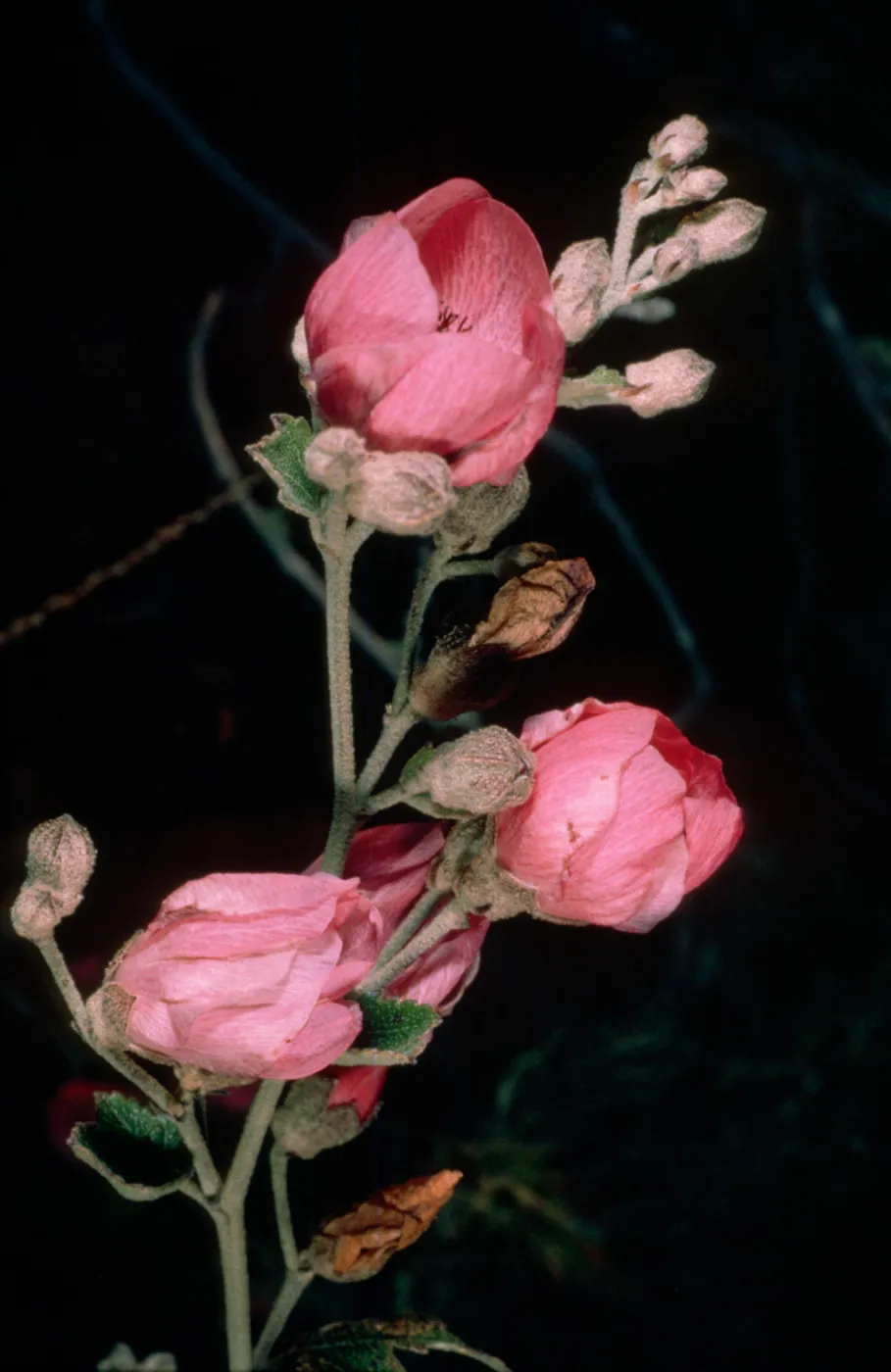 Malacothamnus fasciculatus nesioticus, Santa Cruz Island (duplicate slide)