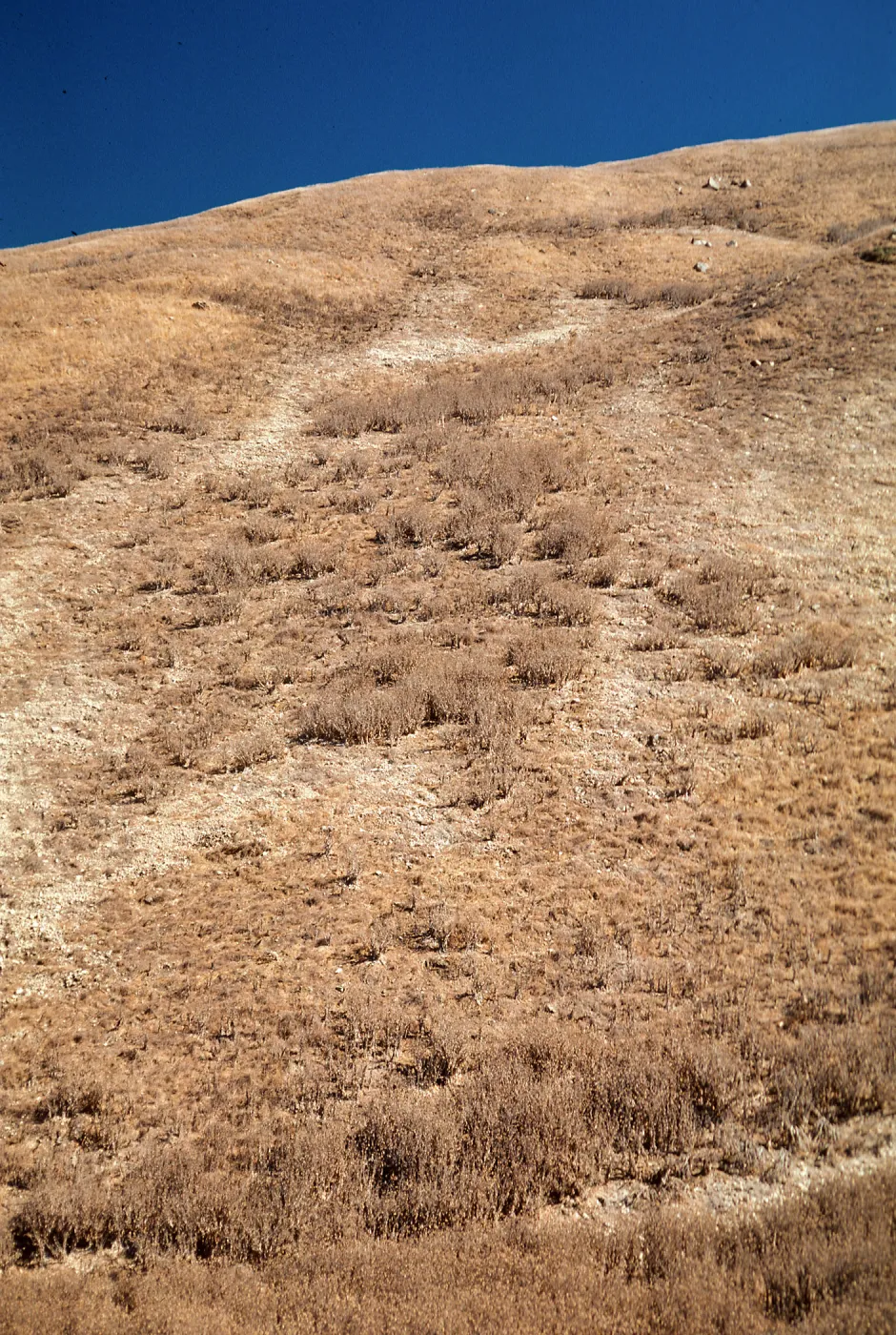 Silybum covered hillside above China Harbor, Santa Cruz Island