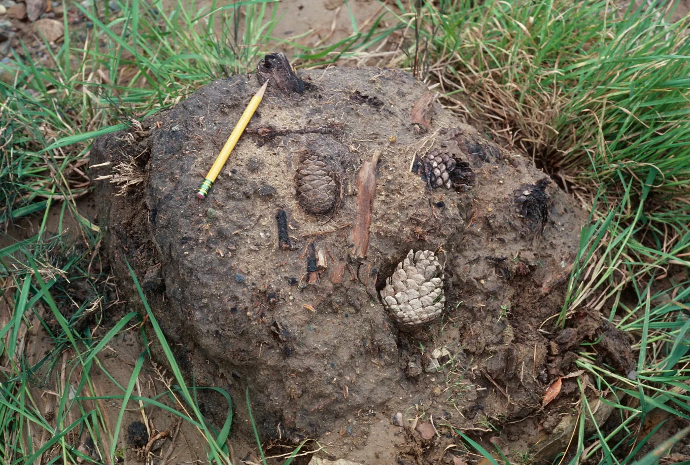 fossil pine cones, CaÃ±ada de Los Sauces, Santa Cruz Island