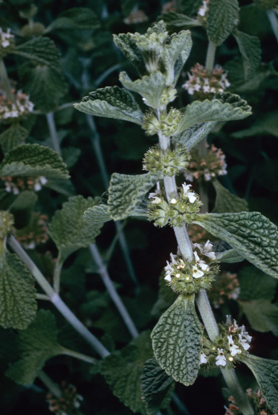 Marrubium vulgare, road to Coches, Santa Cruz Island