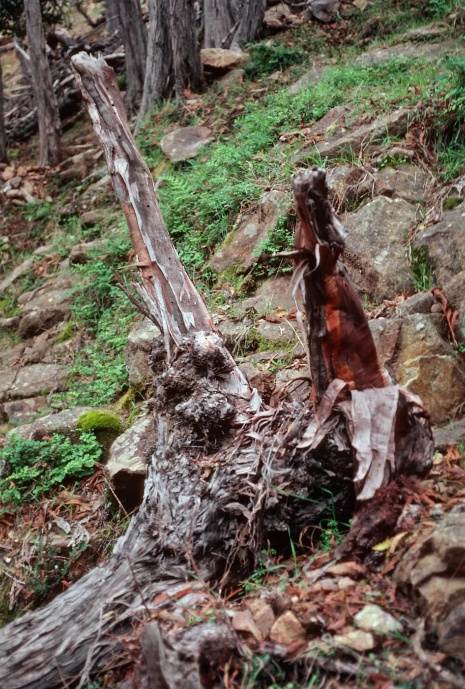 lateral roots on fallen Lyonothamnus - grove, up fork in 1st canyon, West of Prisoners Harbor, Santa Cruz Island