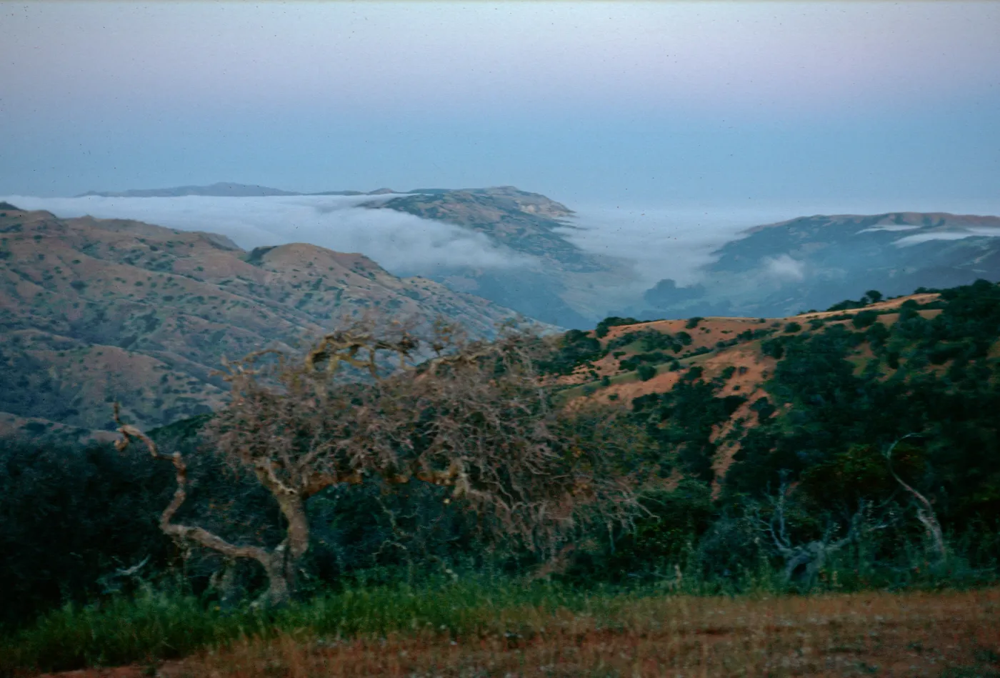 fog, East end of Central Valley, Santa Cruz Island