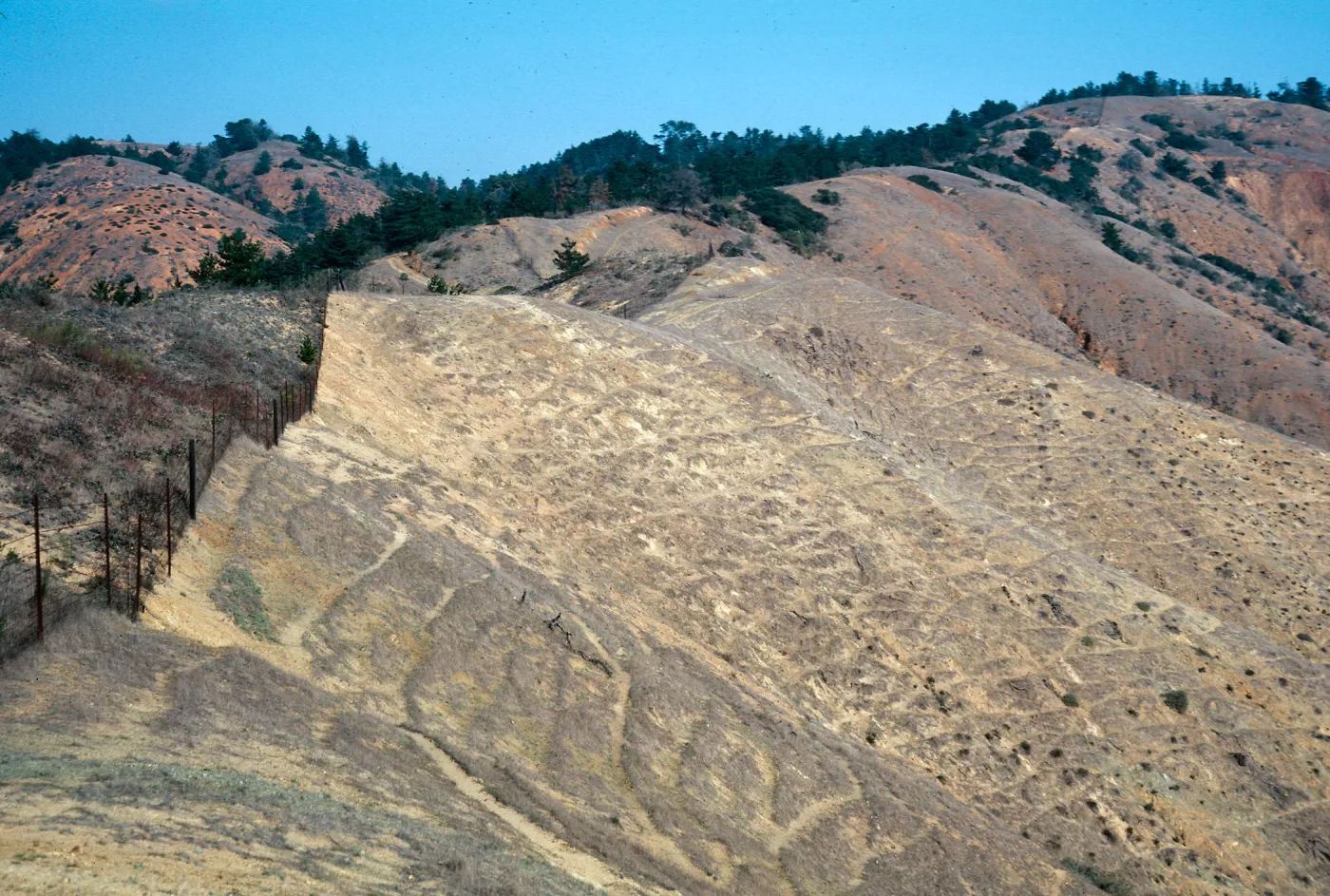 sheep damage, upper Laguna - upper Sauces Road, Santa Cruz Island