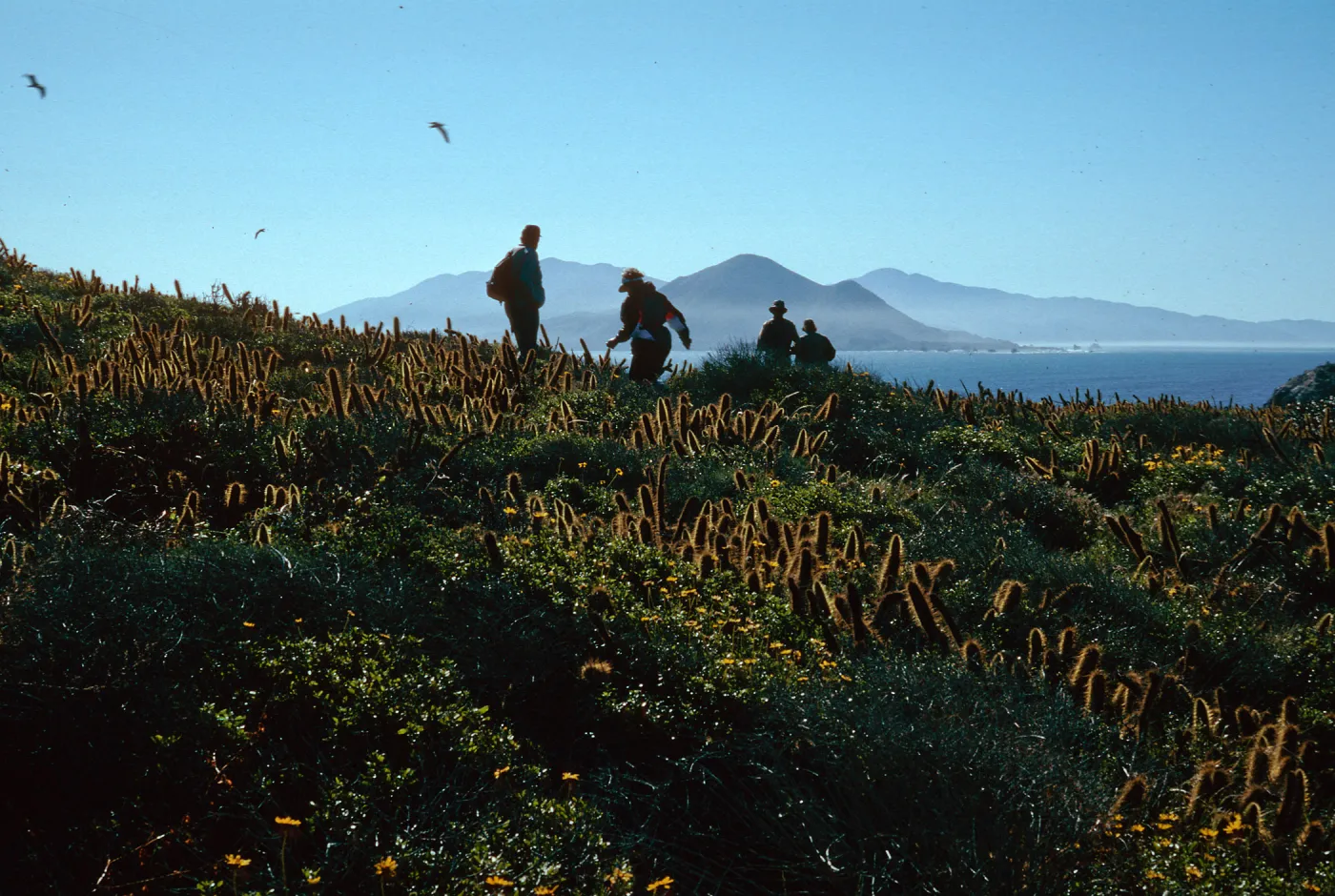 view of Punta Banda from South side of peak, South Todos Santos Island