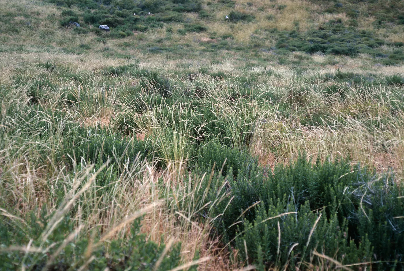 Stipa, meadow, North part of South island, South Todos Santos Island