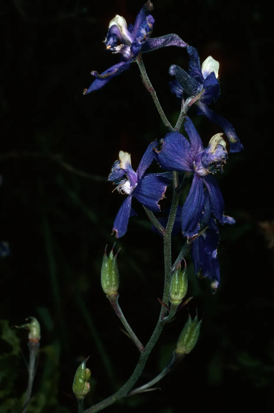 Delphinium parryi, South Todos Santos Island