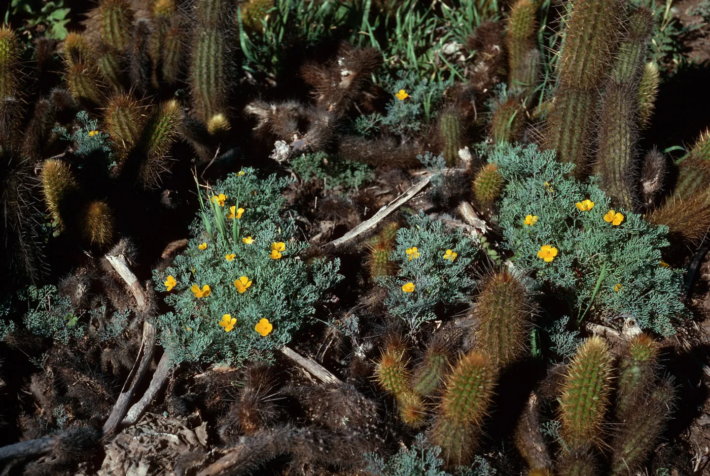 Eschscholzia ramosa, SJ #4510, South Todos Santos Island