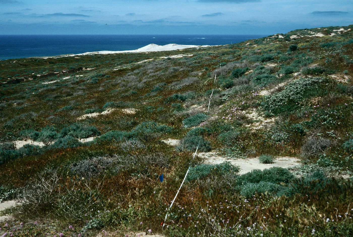 transect #6, Southwest flats, San Nicolas Island
