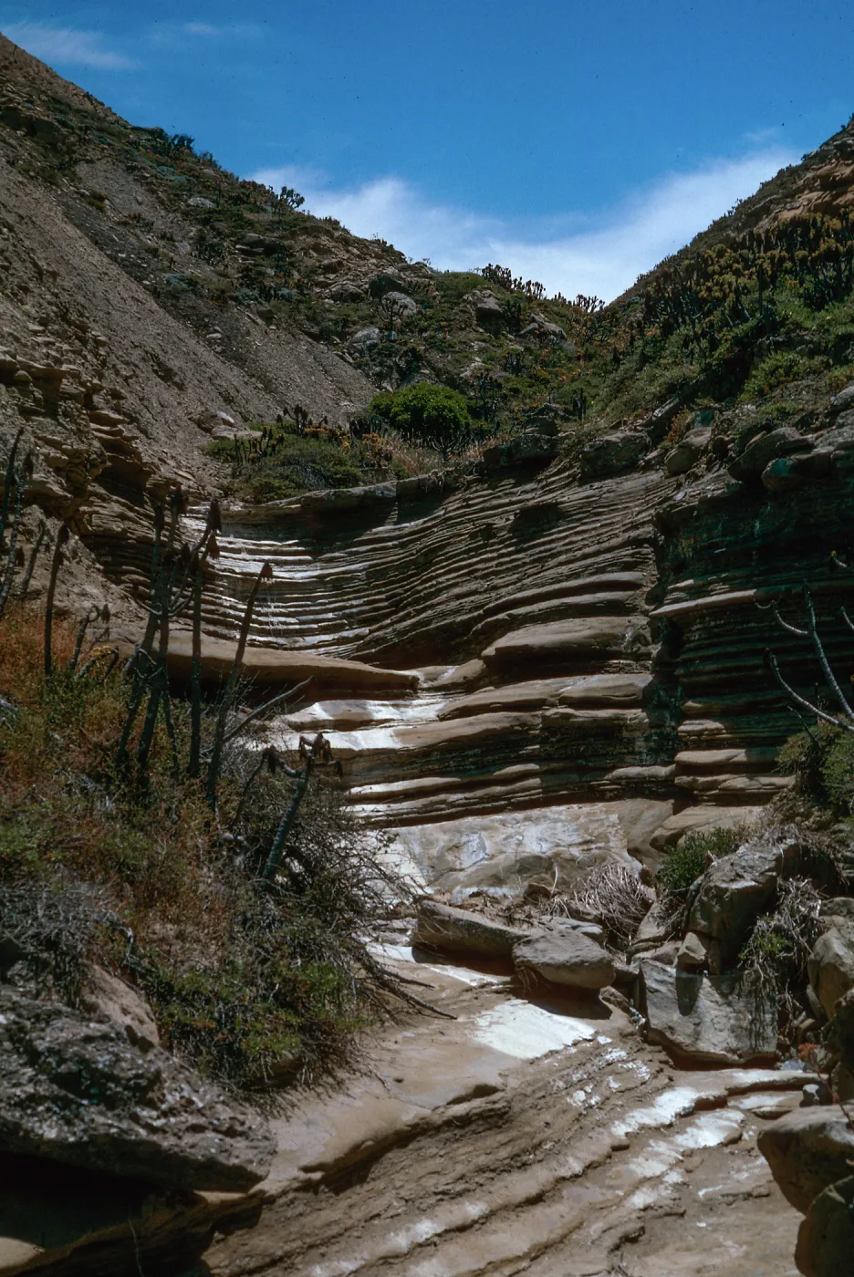 Celery Canyon, San Nicolas Island