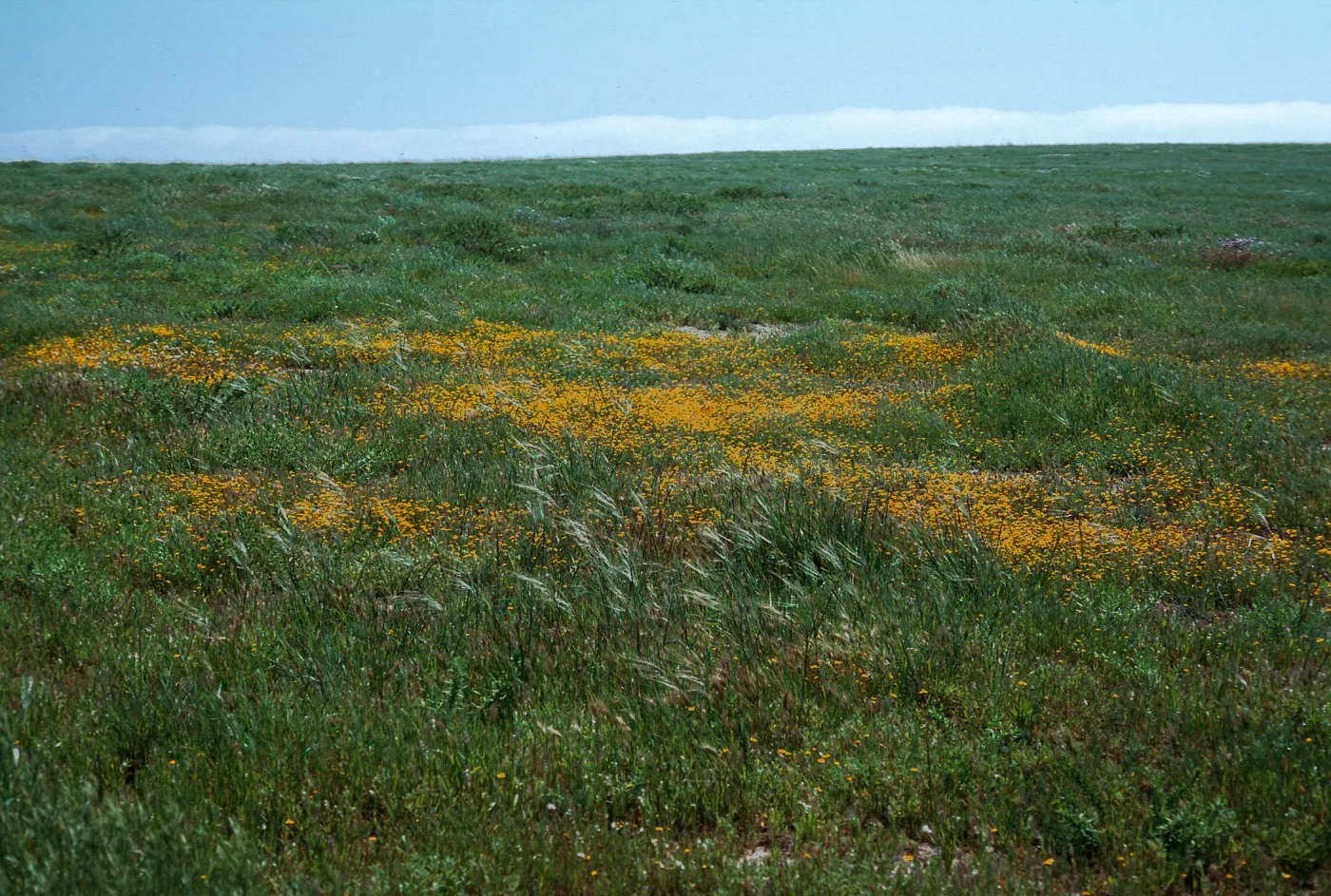 Stipa pulchra/Lasthenia, mesa, West of Building 121/137, San Nicolas Island