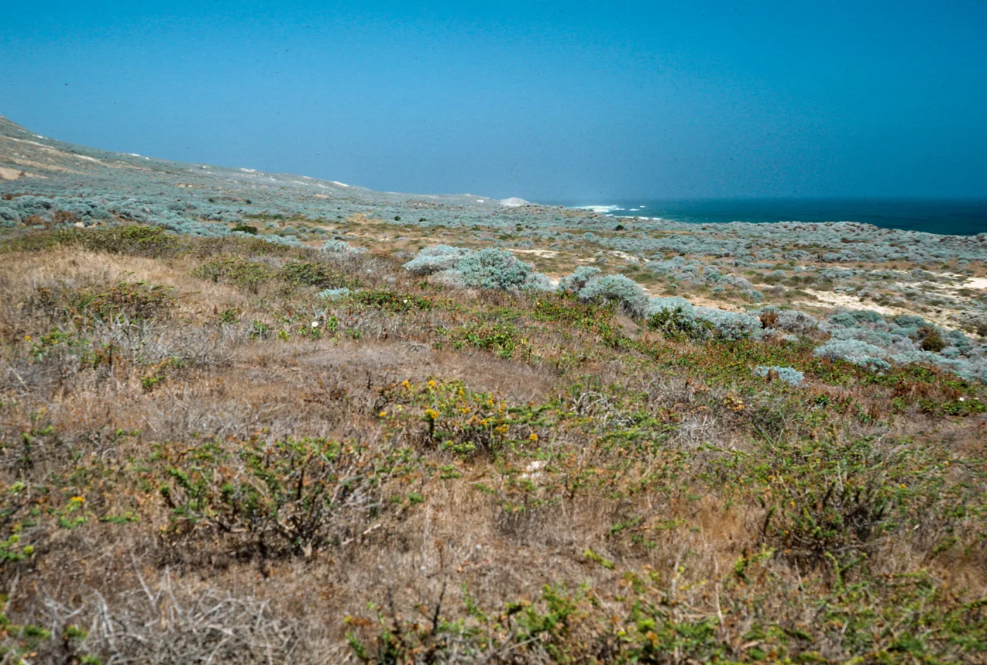 coastal flats, West of NAVFAC, San Nicolas Island