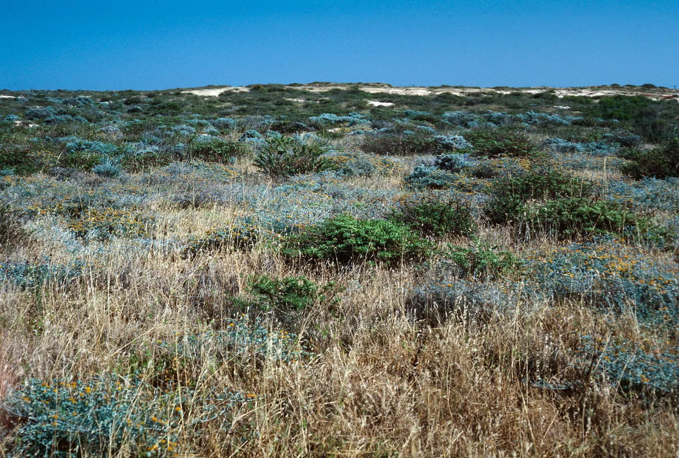 Terrace by airfield, San Nicolas Island