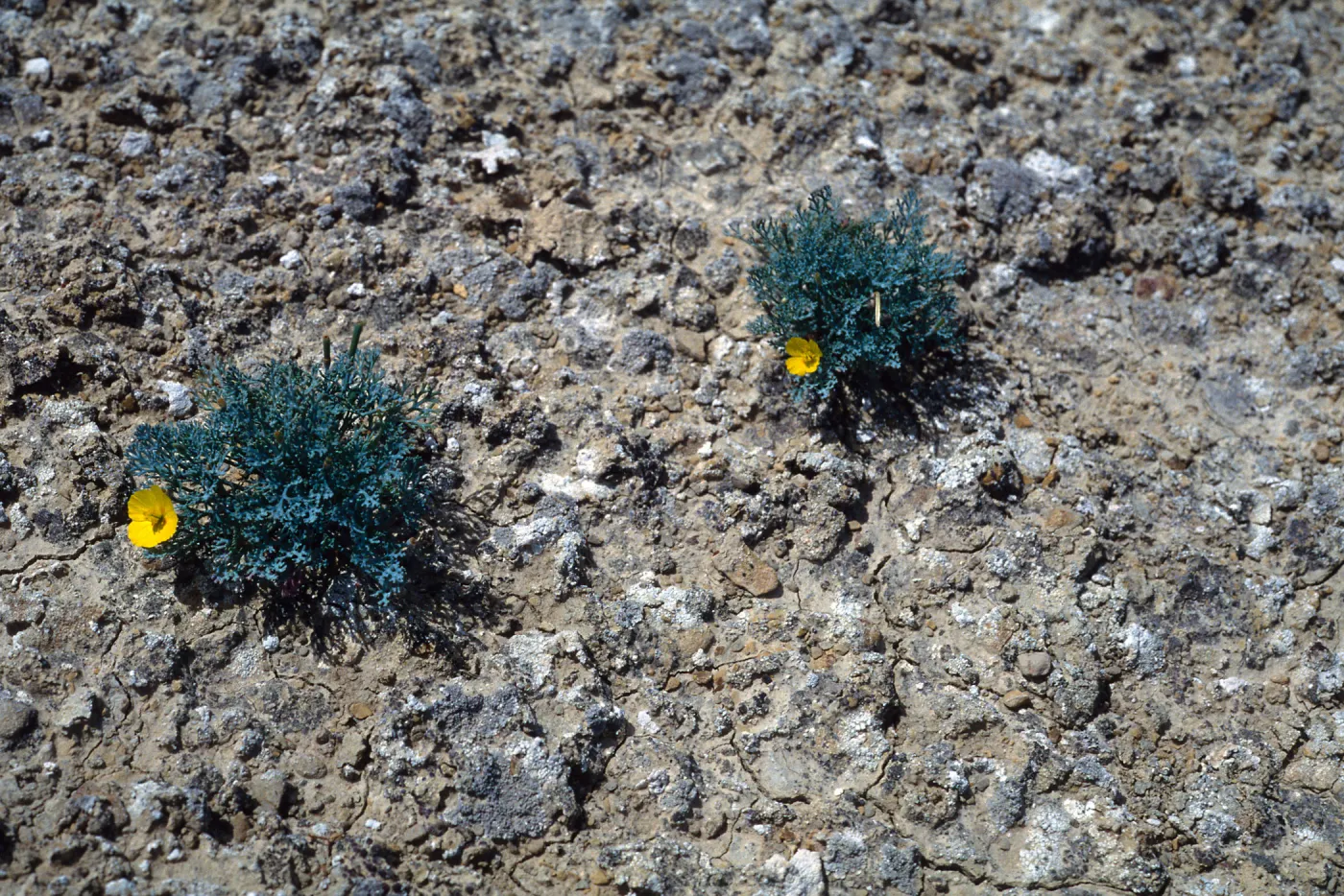 Eschscholzia ramosa, SN-899, San Nicolas Island