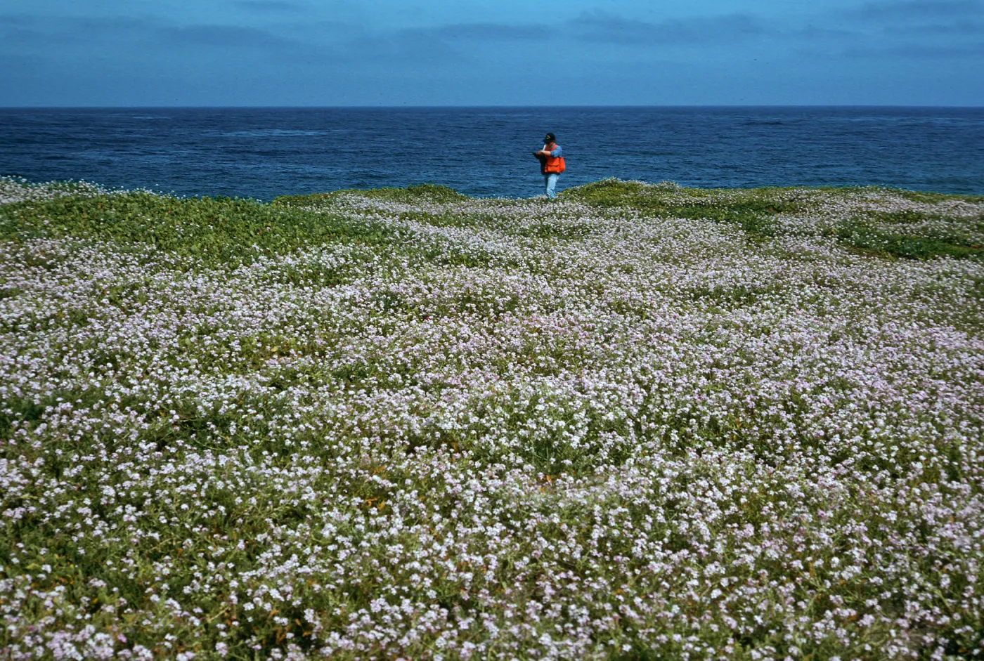 Cakile maritima, Tender Beach, San Nicolas Island