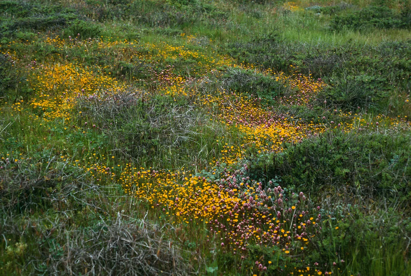 Lasthenia, mesa just SW of Airfield, San Nicolas Island