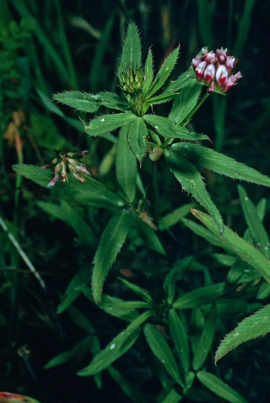 Trifolium palmeri, NE coastal flats, San Nicolas Island