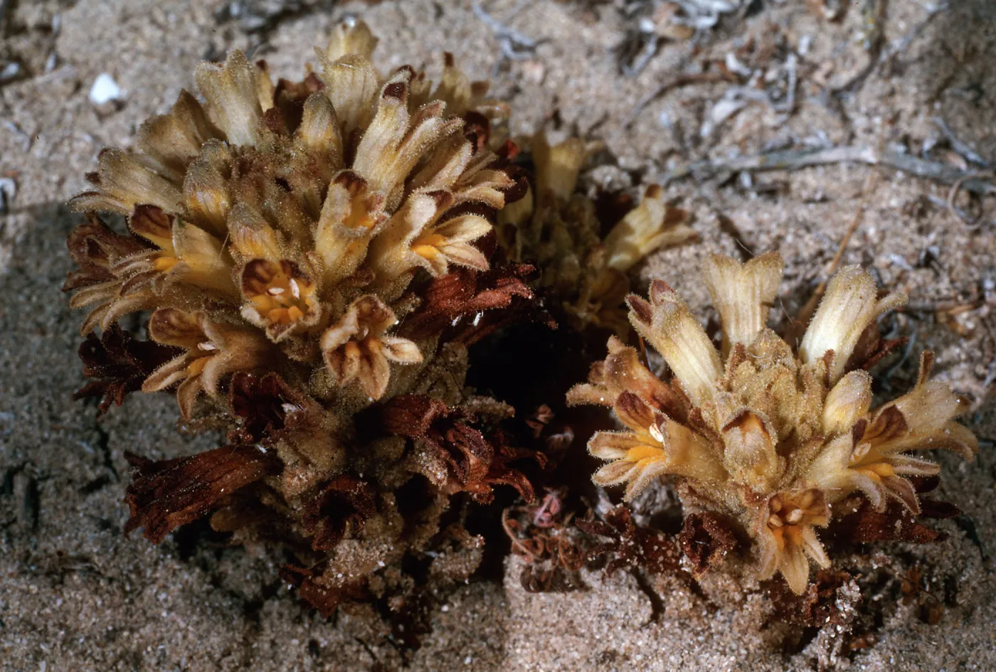 Orobanche parishii brachyloba, near Cattail Canyon, San Nicolas Island