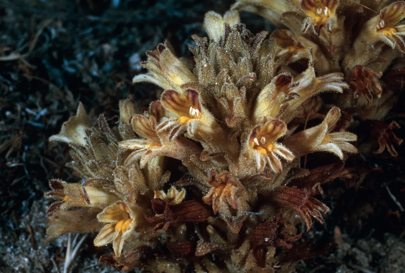 Orobanche parishii brachyloba, near Cattail Canyon, San Nicolas Island