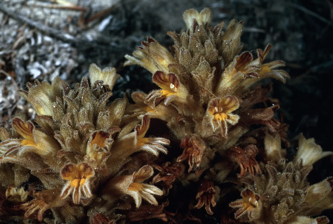 Orobanche parishii brachyloba, near Cattail Canyon, San Nicolas Island