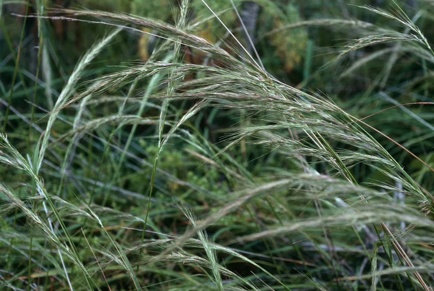 Stipa diegoensis, north escarpment, just east of â€˜L' Canyon, San Nicolas Island