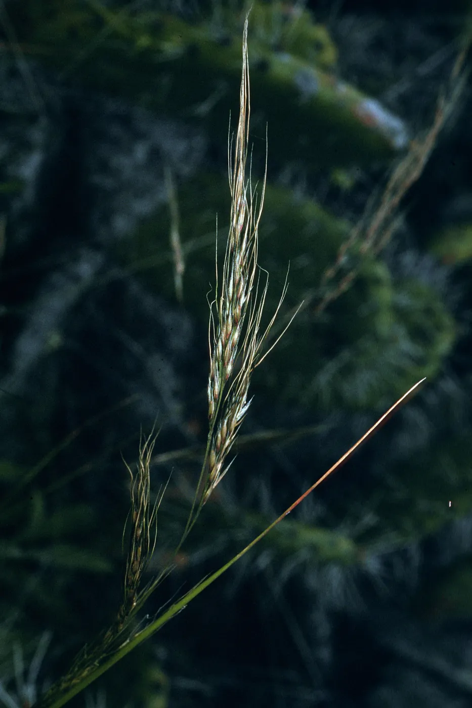 Stipa lepida, SN-1049, NE coastal flats, San Nicolas Island