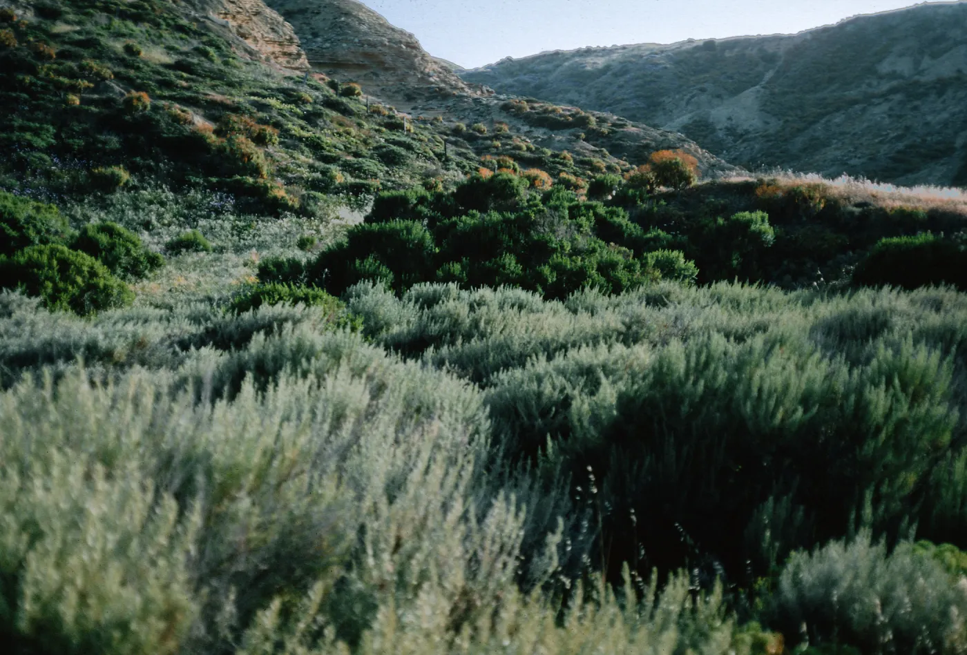 Artemisia nesiotica, 1st canon west of Celery Canyon, San Nicolas Island