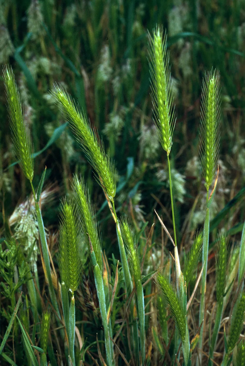 Hordeum intercedens, SN-1060, NE coastal flats, San Nicolas Island