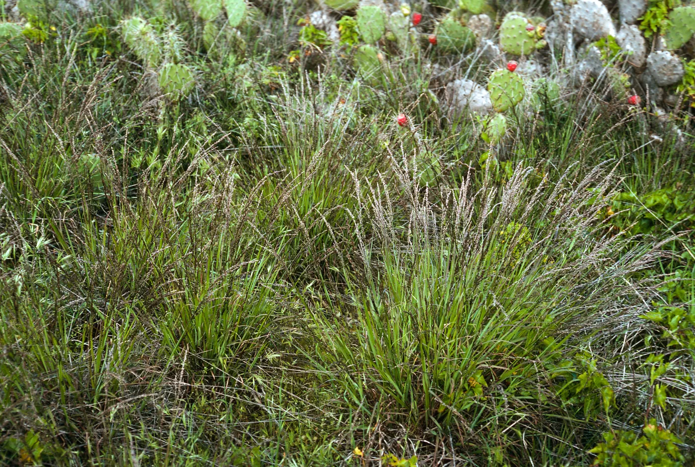 Melica, SN-792, San Nicolas Island