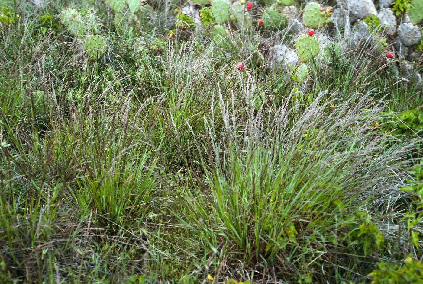 Melica, SN-792, San Nicolas Island