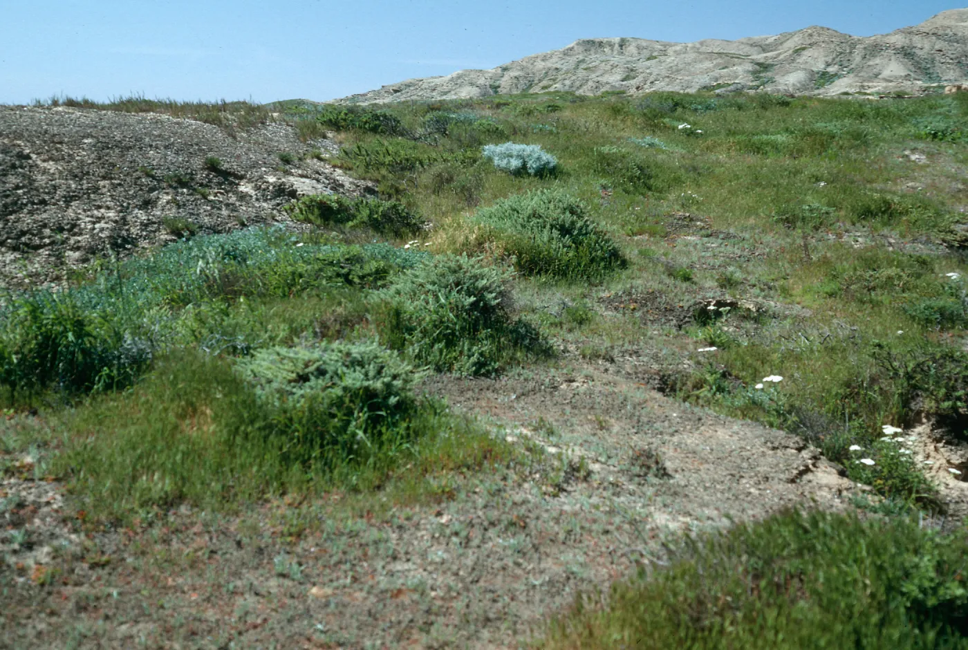 Lepidum oblongum habitat, above west end of Daytona Beach, San Nicolas Island