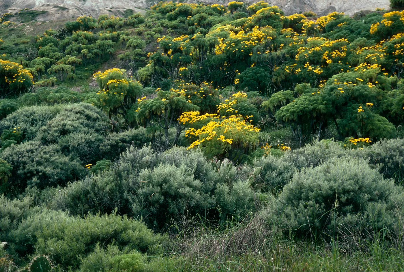 Artemisia nesiotica, Coreopsis, canyon 0.3 mile East of rock jetty, San Nicolas Island