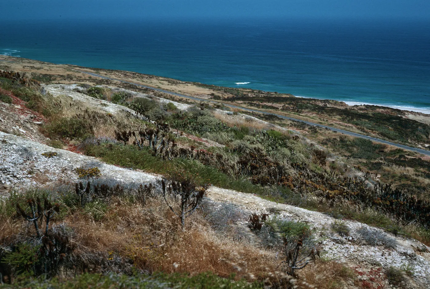 Habitat w/ Artemisia nesiotica & Aphanisma, N escarpment, just E of 