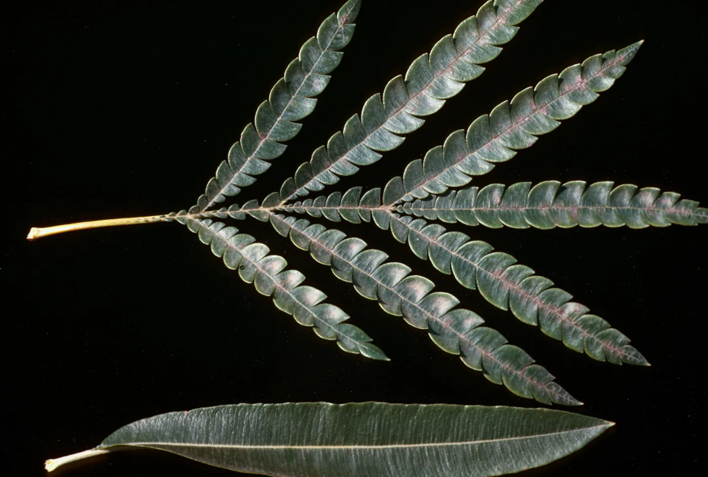 Lyonothamnus floribundus, Santa Barbara Botanic Garden