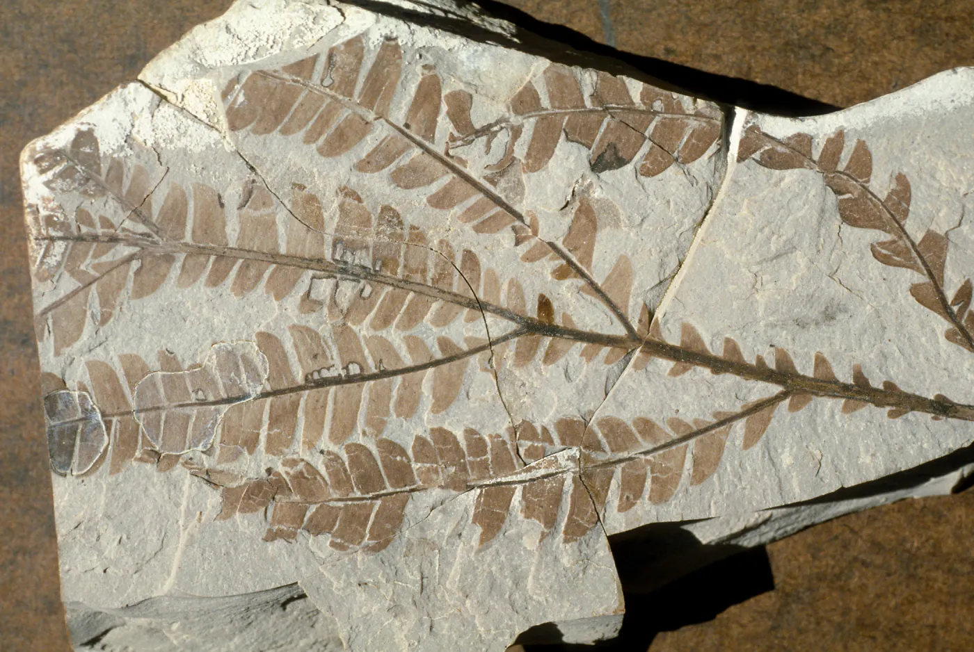 Lyonothamnus fossils, Santa Barbara Botanic Garden