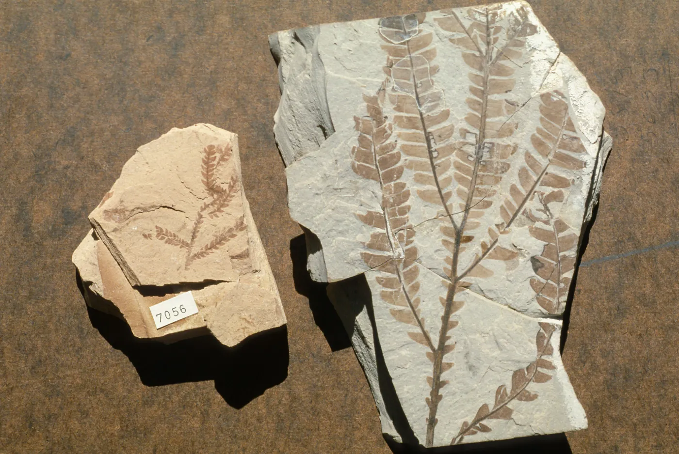 Lyonothamnus fossils, Santa Barbara Botanic Garden