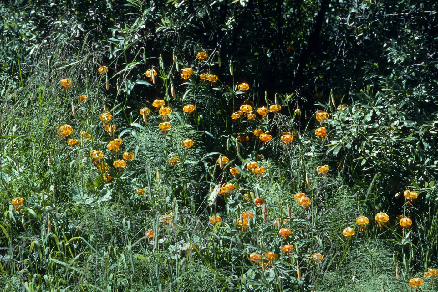 Lilium pardalinum, Leopard Lily, Bald Mountain, Oregon