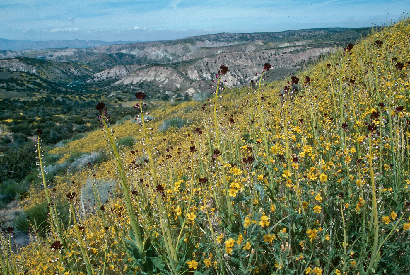 Caulanthus inflatus, Desert Candle, Ballinger Canyon