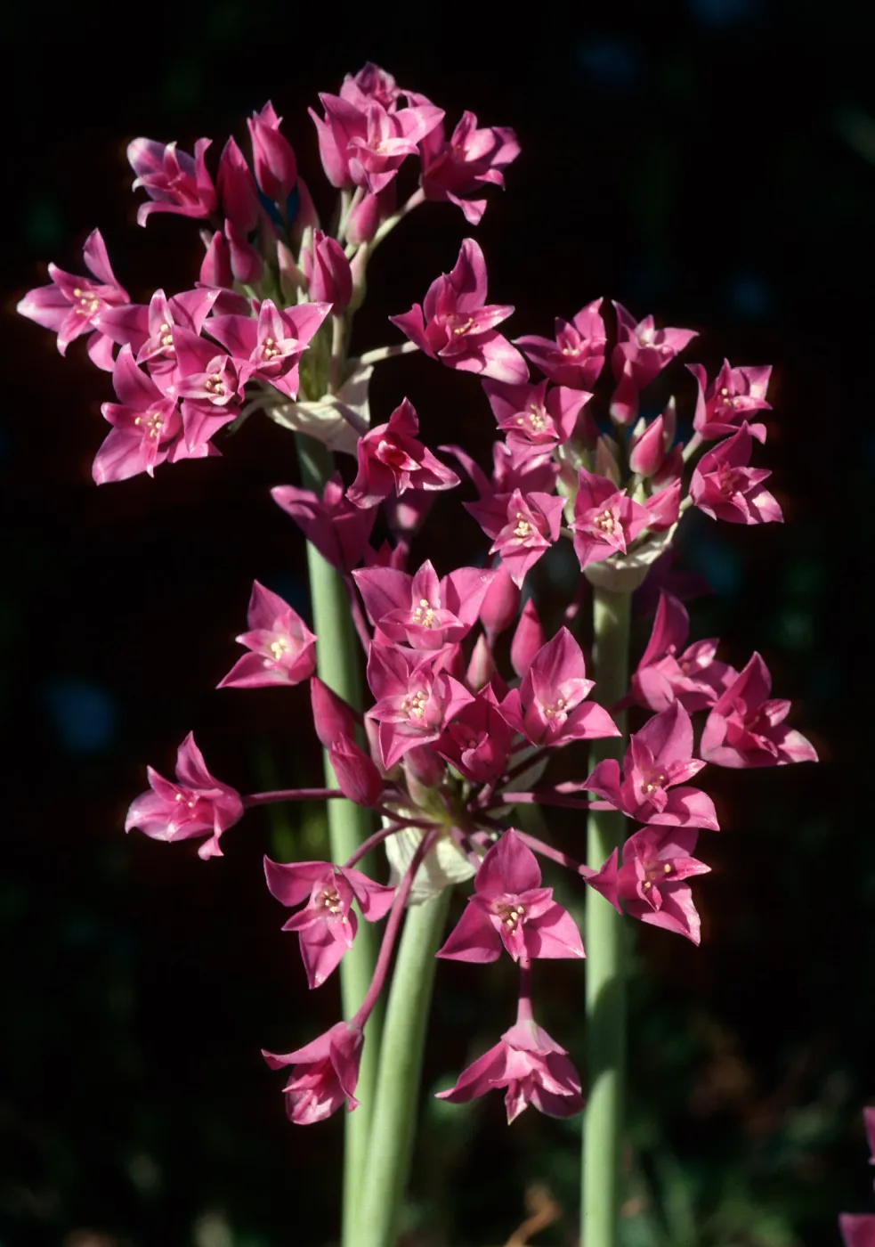 Allium, onion, Ballinger Canyon