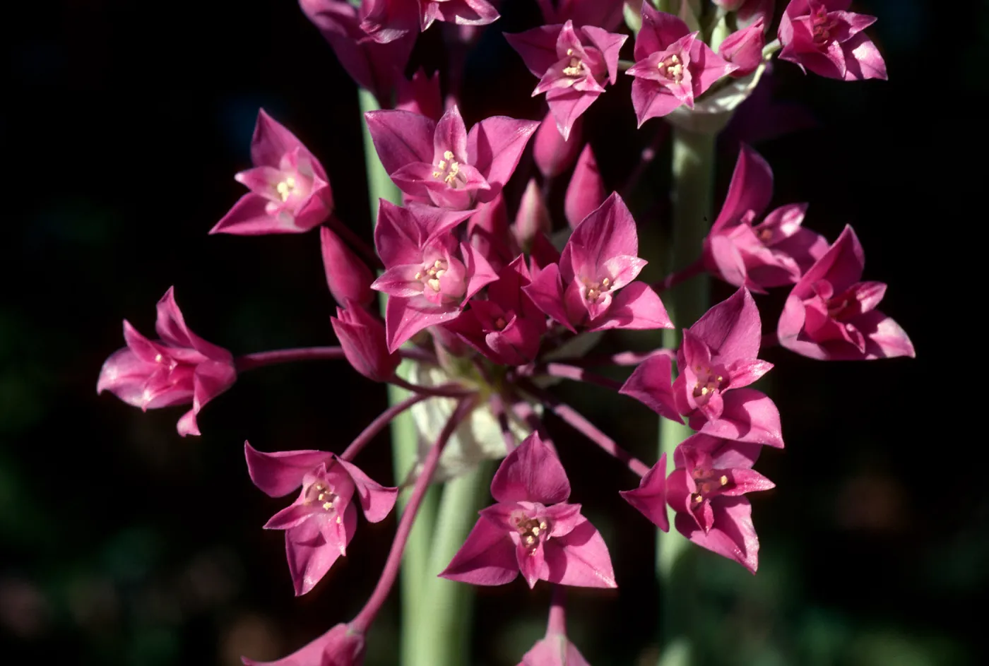 Allium, onion, Ballinger Canyon