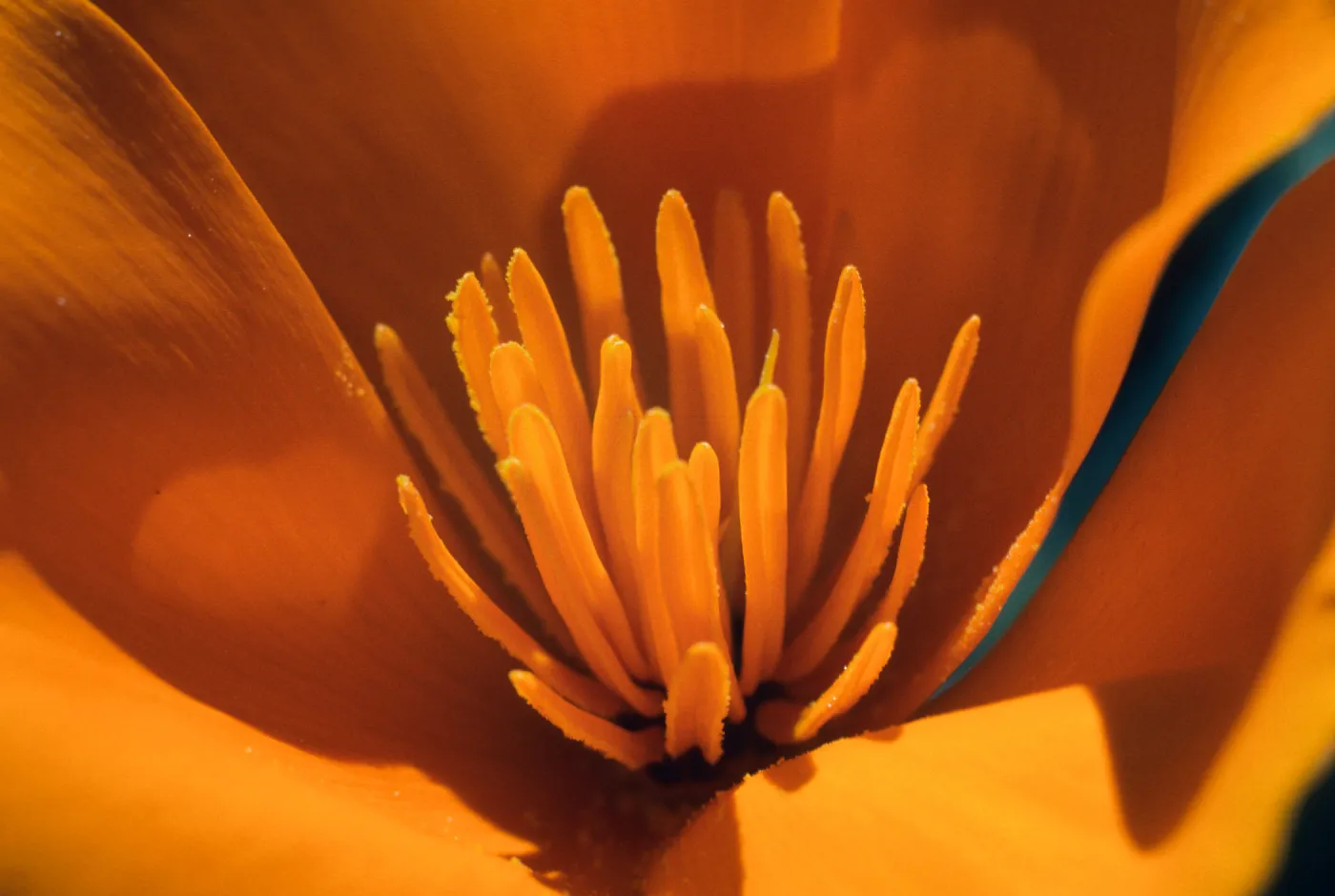 Figueroa Mountain (California Poppy)