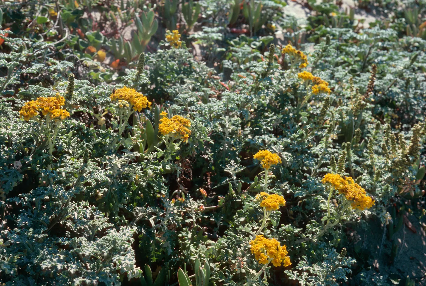 Nipomo