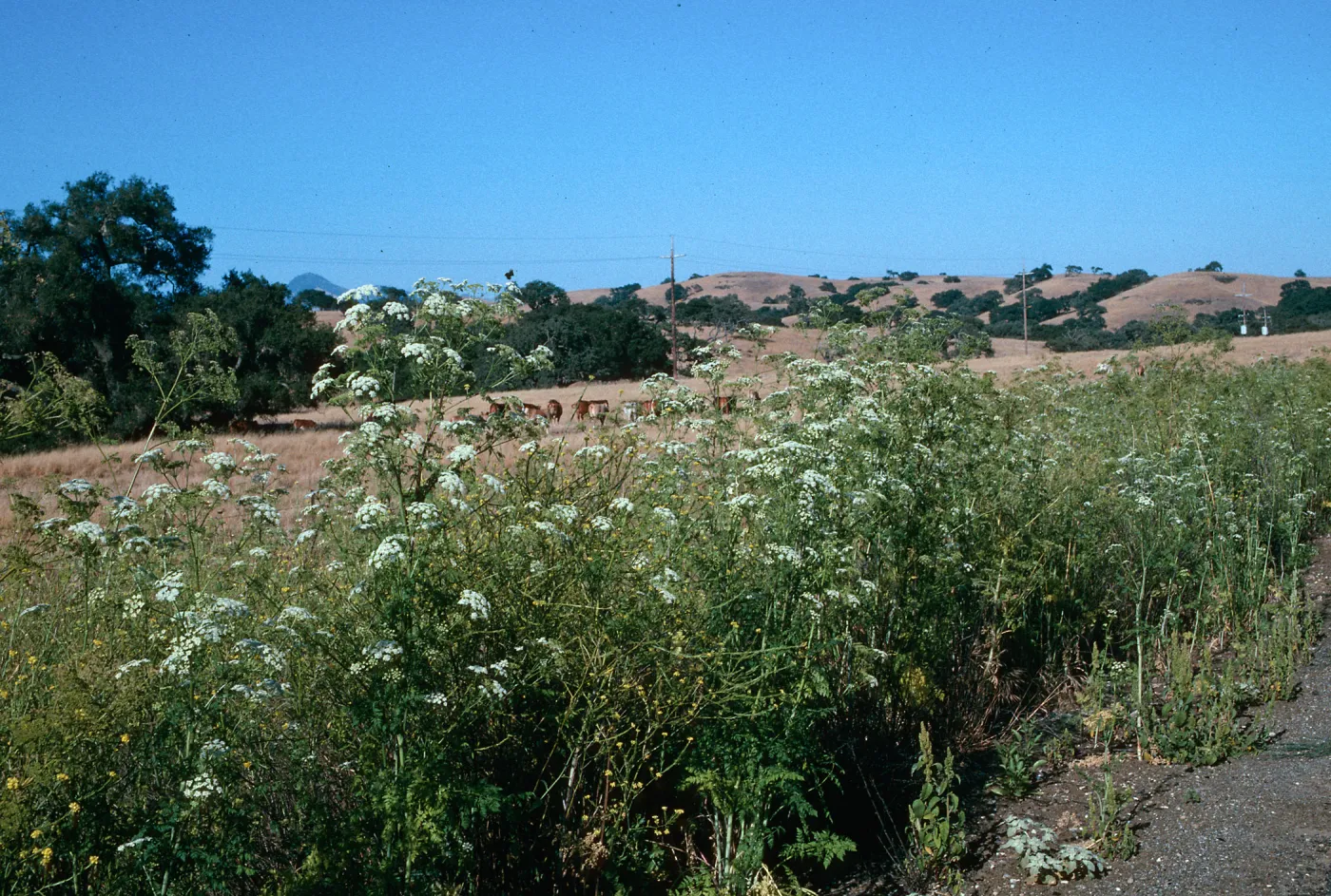 Conium, Poison Hemlock
